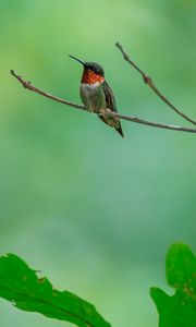 Preview wallpaper hummingbird, bird, branch, wildlife