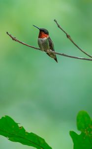 Preview wallpaper hummingbird, bird, branch, wildlife