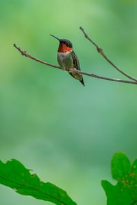 Preview wallpaper hummingbird, bird, branch, wildlife