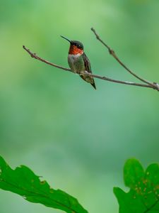 Preview wallpaper hummingbird, bird, branch, wildlife