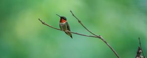 Preview wallpaper hummingbird, bird, branch, wildlife