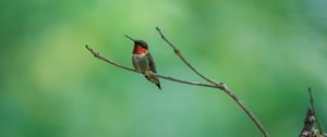 Preview wallpaper hummingbird, bird, branch, wildlife