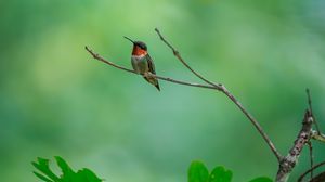 Preview wallpaper hummingbird, bird, branch, wildlife