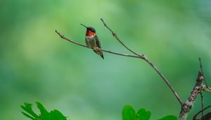 Preview wallpaper hummingbird, bird, branch, wildlife