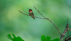 Preview wallpaper hummingbird, bird, branch, wildlife