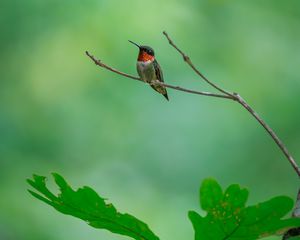 Preview wallpaper hummingbird, bird, branch, wildlife