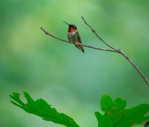 Preview wallpaper hummingbird, bird, branch, wildlife