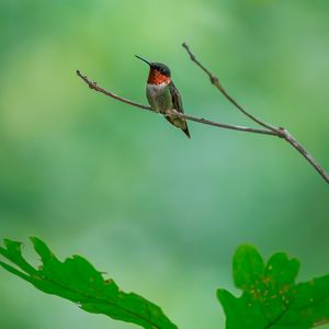 Preview wallpaper hummingbird, bird, branch, wildlife