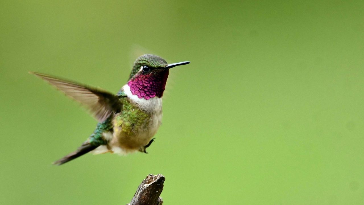 Wallpaper hummingbird, bird, branch, flight, wings, flap