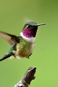Preview wallpaper hummingbird, bird, branch, flight, wings, flap