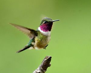 Preview wallpaper hummingbird, bird, branch, flight, wings, flap