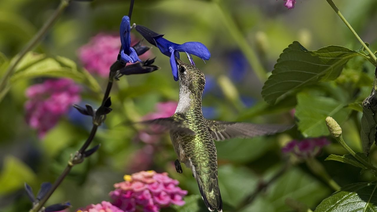 Wallpaper hummingbird, bird, branch, flowers, flying, beautiful