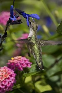 Preview wallpaper hummingbird, bird, branch, flowers, flying, beautiful