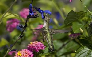 Preview wallpaper hummingbird, bird, branch, flowers, flying, beautiful