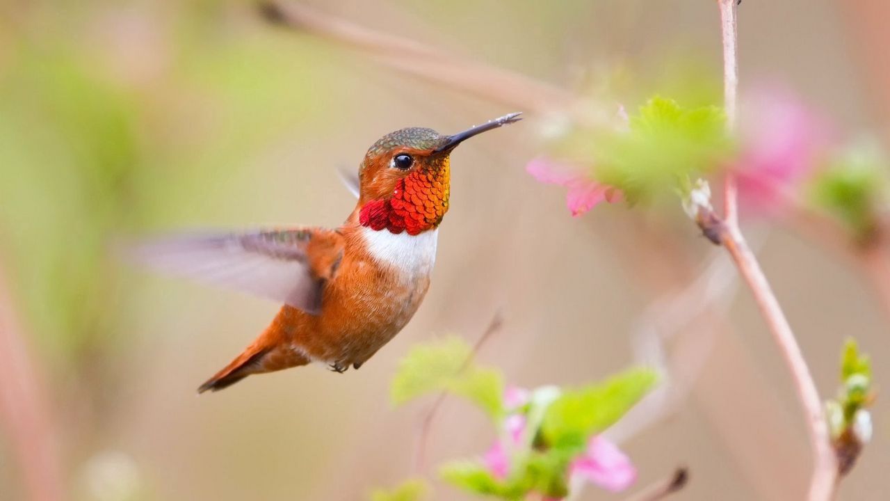 Wallpaper hummingbird, bird, branch, blur, flight