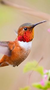 Preview wallpaper hummingbird, bird, branch, blur, flight