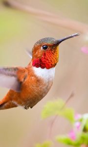 Preview wallpaper hummingbird, bird, branch, blur, flight