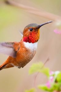 Preview wallpaper hummingbird, bird, branch, blur, flight