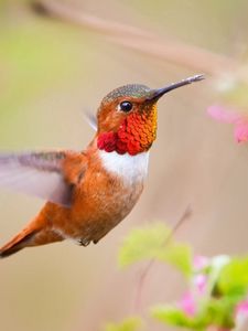 Preview wallpaper hummingbird, bird, branch, blur, flight