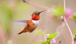 Preview wallpaper hummingbird, bird, branch, blur, flight