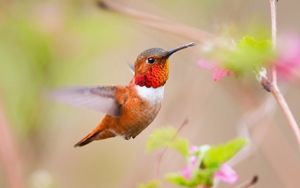 Preview wallpaper hummingbird, bird, branch, blur, flight