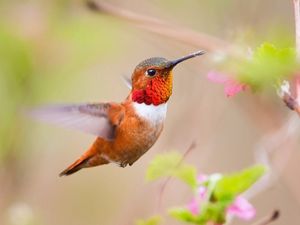 Preview wallpaper hummingbird, bird, branch, blur, flight