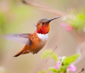 Preview wallpaper hummingbird, bird, branch, blur, flight