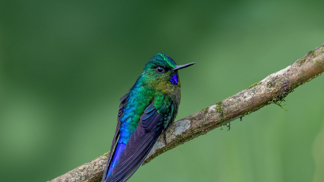Wallpaper hummingbird, bird, feathers, bright