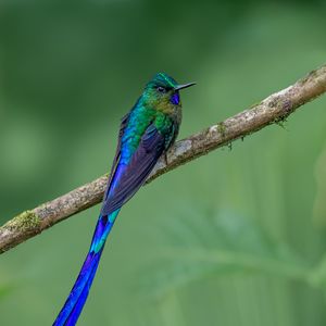Preview wallpaper hummingbird, bird, feathers, bright