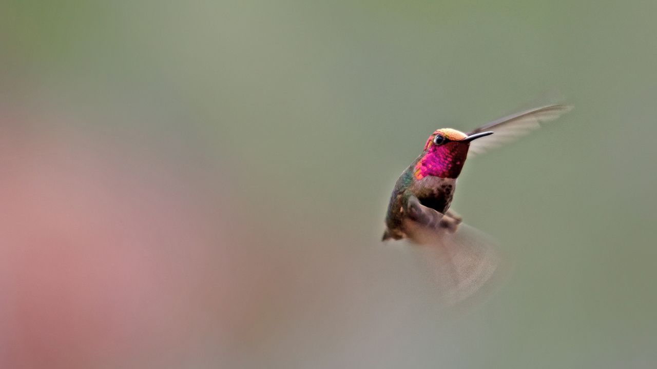 Wallpaper hummingbird, bird, flapping, wings