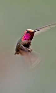 Preview wallpaper hummingbird, bird, flapping, wings