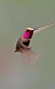 Preview wallpaper hummingbird, bird, flapping, wings