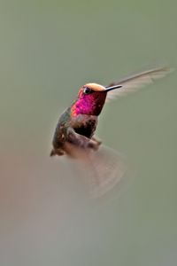 Preview wallpaper hummingbird, bird, flapping, wings