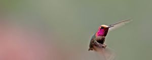 Preview wallpaper hummingbird, bird, flapping, wings
