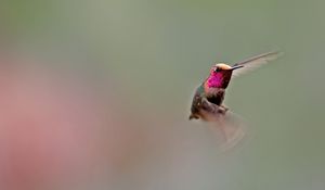 Preview wallpaper hummingbird, bird, flapping, wings