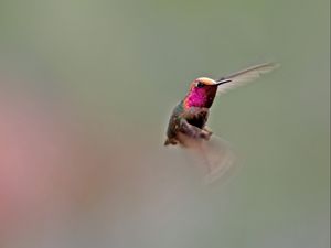 Preview wallpaper hummingbird, bird, flapping, wings