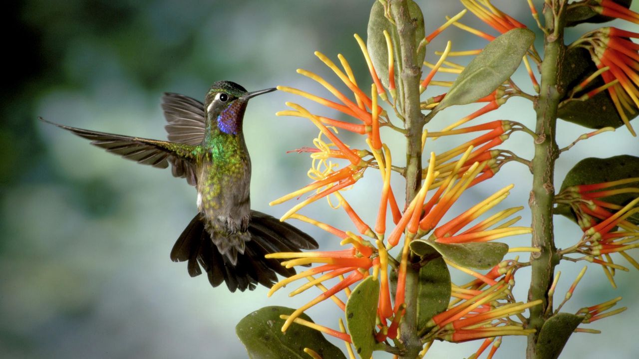 Wallpaper hummingbird, bird, flapping, wings, flower