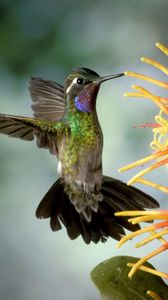 Preview wallpaper hummingbird, bird, flapping, wings, flower