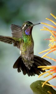 Preview wallpaper hummingbird, bird, flapping, wings, flower