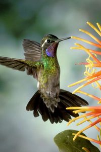 Preview wallpaper hummingbird, bird, flapping, wings, flower