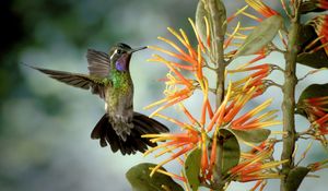 Preview wallpaper hummingbird, bird, flapping, wings, flower