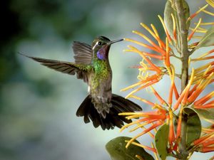 Preview wallpaper hummingbird, bird, flapping, wings, flower
