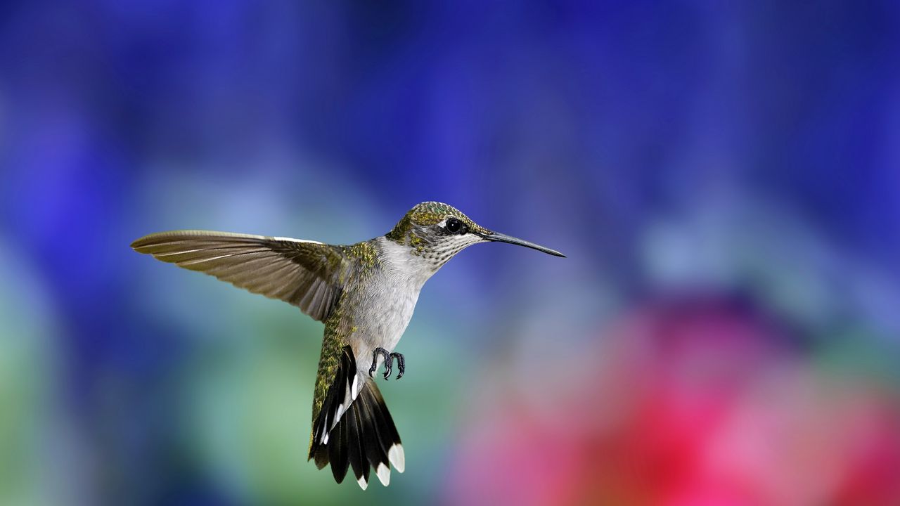 Wallpaper hummingbird, bird, flapping wings, background, blur