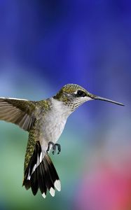 Preview wallpaper hummingbird, bird, flapping wings, background, blur