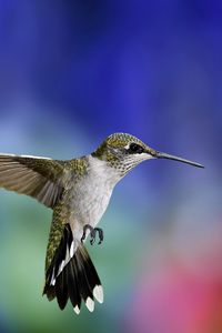 Preview wallpaper hummingbird, bird, flapping wings, background, blur