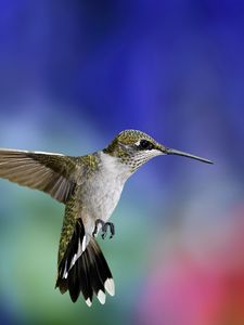 Preview wallpaper hummingbird, bird, flapping wings, background, blur