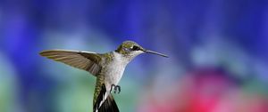 Preview wallpaper hummingbird, bird, flapping wings, background, blur