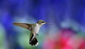 Preview wallpaper hummingbird, bird, flapping wings, background, blur