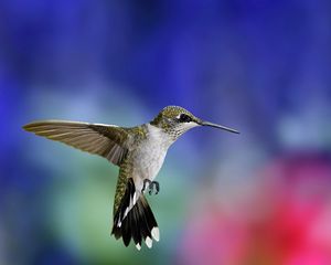 Preview wallpaper hummingbird, bird, flapping wings, background, blur