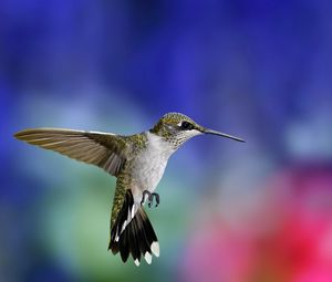 Preview wallpaper hummingbird, bird, flapping wings, background, blur